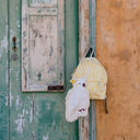 See-You-at-Six-Wiggly-Verticals-Yellow-M-Cotton-Canvas-Papyrus-Cräme-104s.webp